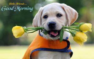 Good Morning Images for Friends Cute
