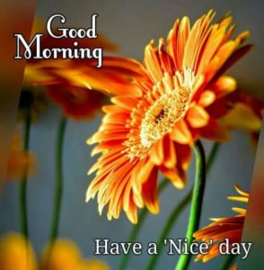 Good Morning Wednesday Have a Nice Day Images HD
