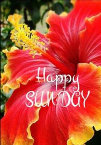 Happy Sunday Images for Whatsapp