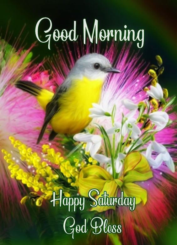 499 Good Morning Saturday Images Photos Pictures Saturday Blessings Good Morning