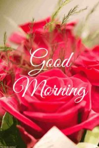 Beautiful Pink Roses Good Morning Image