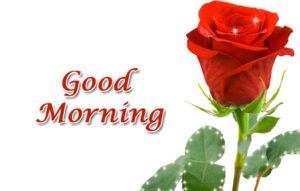 Beautiful Rose with a Sweet Good Morning
