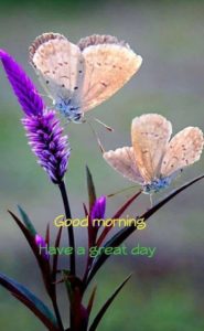 Best Butterfly Free Good Morning Images