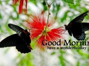 Best Ever Good Morning Images Hd Black Butterfly