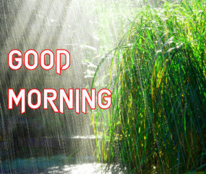 Best Rainy Good Morning Nature Images