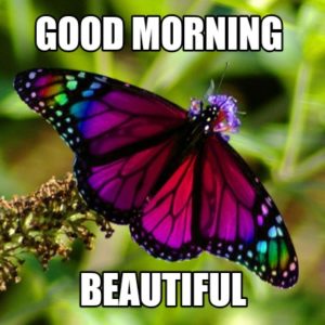 Butterfly Good Morning HD Images Photo Pics Free Download