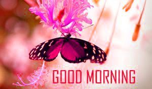 Butterfly Good Morning HD Quality Images Photo Wallpaper Download