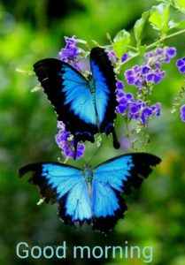 Butterfly Good Morning Images Photo Pics HD Download