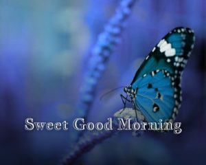 Butterfly Good Morning Images Pics Wallpaper HD Download