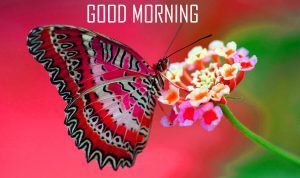 Butterfly Good Morning Images Wallpaper Photo HD Download