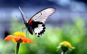 Butterfly HD Images Good Morning