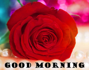 Download Romantic Roses Good Morning Hd Wallpapers