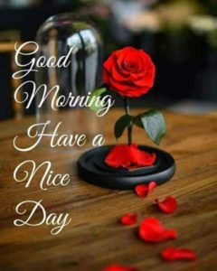 Good Morning Beautiful Red Roses