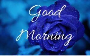 Good Morning Blue Rose Images
