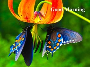 Good Morning Butterflies HD Images