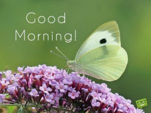 Good Morning Butterflies Images