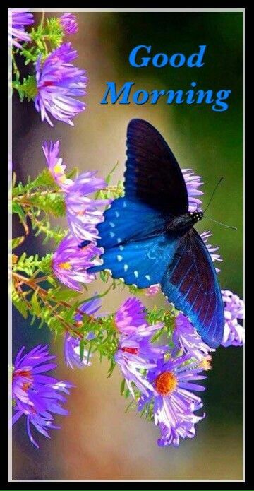 1M+ Delightful Good Morning Images with Butterflies 2023 - Good Morning