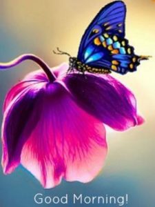 Good Morning Butterfly Pictures for Facebook