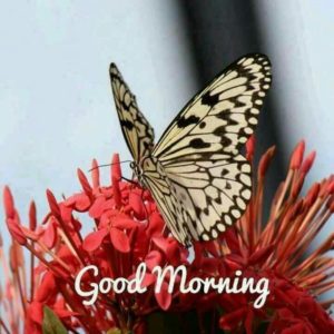 Good Morning HD Images For Facebook