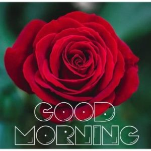 Good Morning HD Images with Rose Flowers