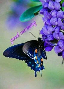 Good Morning Images Butterfly