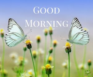 Good Morning Images with Butterfly