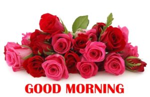 Good Morning Images with Rose Flowers HD