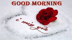 Good Morning Love Rose Images for Lover