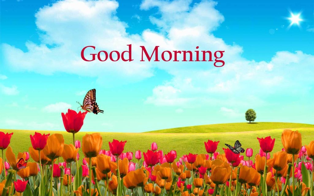 Awesome Good Morning Nature HD Images with Flower. 