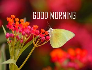 Good Morning Quotes with Butterfly Images