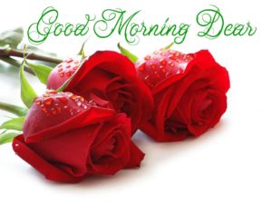 Good Morning Rose Flower Image