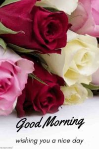 Good Morning Roses Pictures Download Facebook