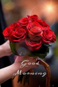 Good Morning With Amazing Red Rose Images Free Download
