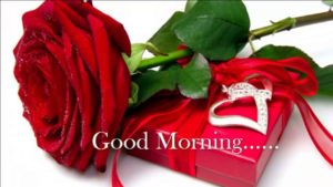 Good Morning With Red Rose Flower