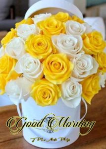 Good Morning Yellow Rose Pic