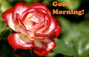 Good Morning for Rose Image