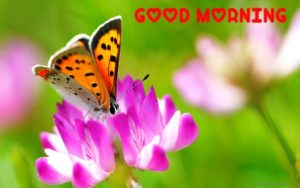Good Morning with Butterfly HD Quotes