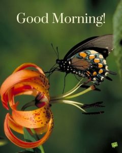 Good Morning with Butterfly Quotes in Hindi