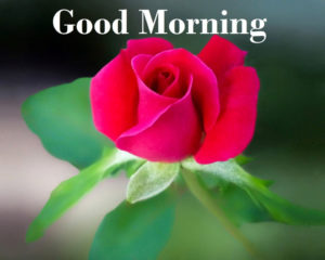 Great Good Morning Red Rose Flowers Hd