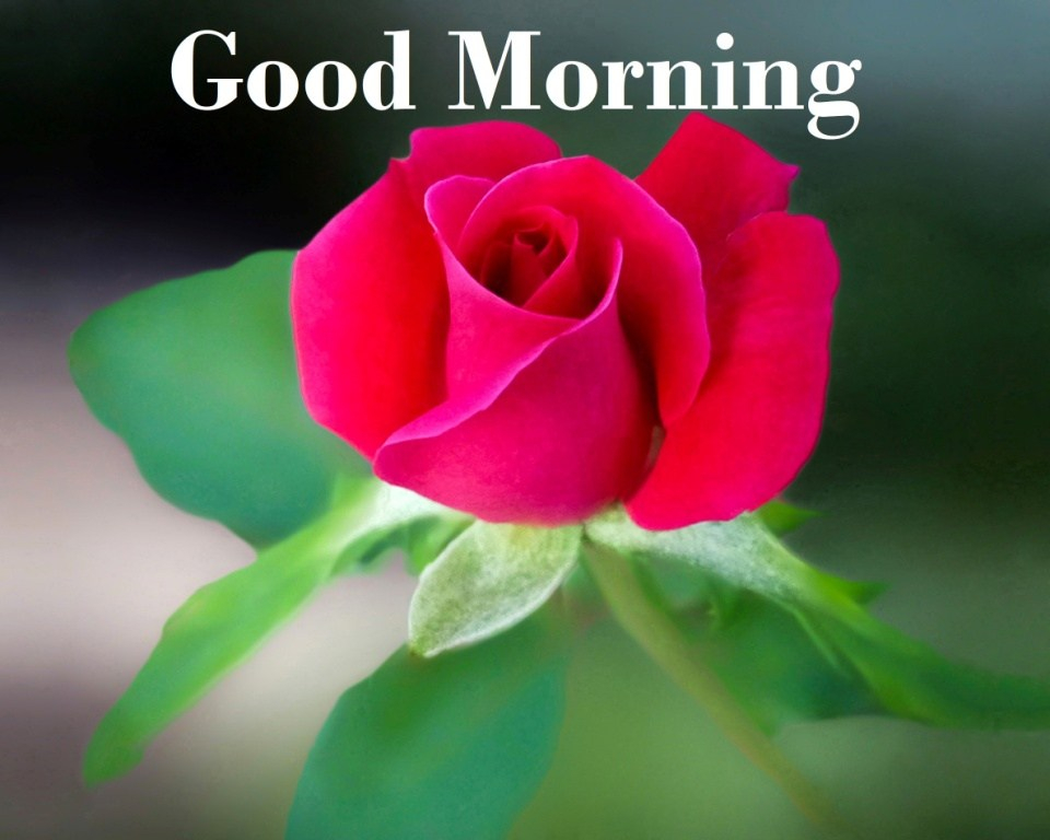 Good Morning Images with Rose Flowers : Good Morning Rose Photo - Good ...