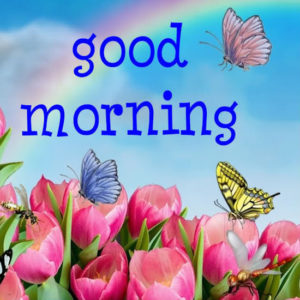 Latest Best Good Morning Images HD With Butterfly For Whatsaap