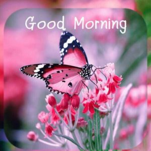 Pink Butterfly HD Quotes Good Morning Download