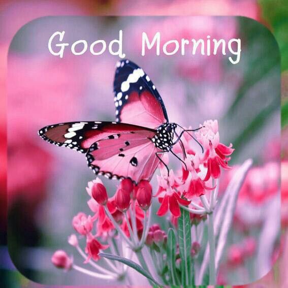 1M+ Delightful Good Morning Images with Butterflies 2023 - Good Morning