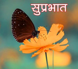 Suprabhat Images with Butterfly for Whatsapp in Hindi