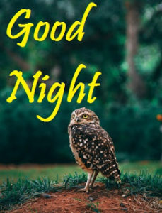 Beautiful Birds Good Night Images
