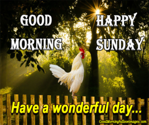Beautiful Good Morning Happy Sunday Image Photo Wallpaper Free Download