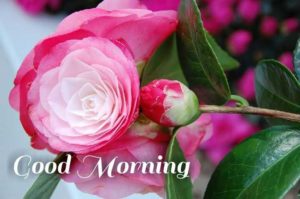 Beautiful Good Morning Pink Roses Images HD Photos