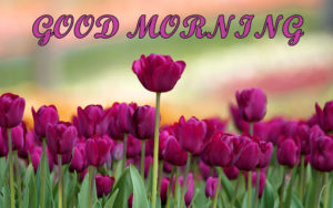 Best Good Morning Scenery Beautiful Flower Image Download