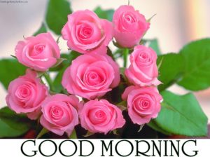 Download Good Morning Rose Image HD