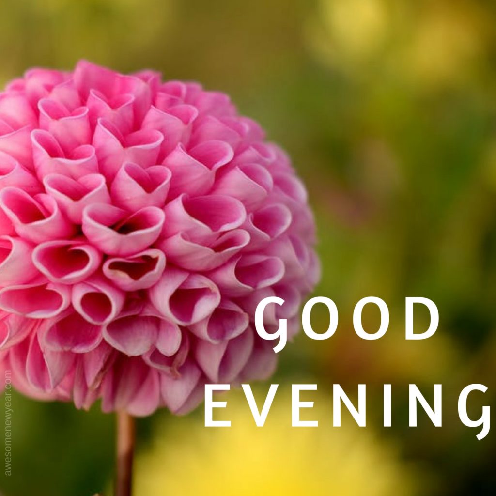 Beautiful Good Evening Flower Images Free Download - Good Morning
